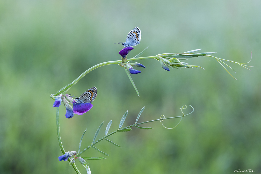 heideblauwtjes man en vrouw op kleine paarse bloemen DDN