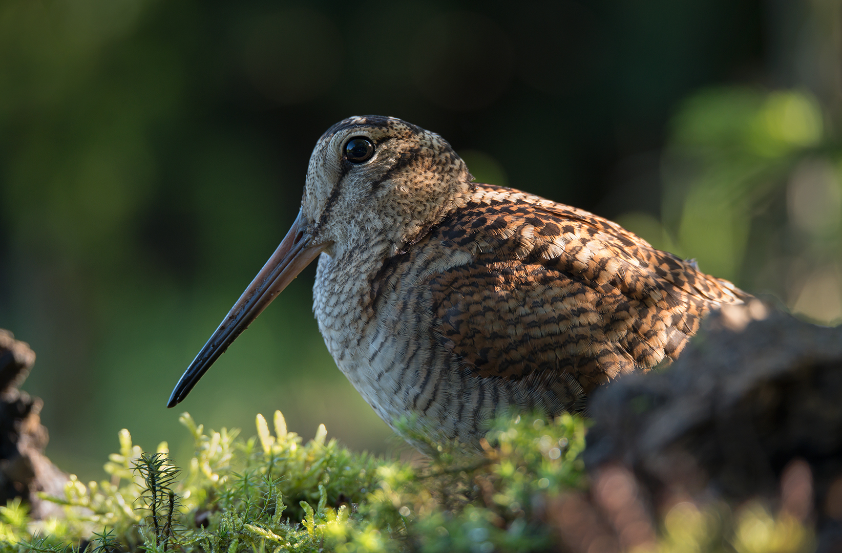 Deel De Natuur Deel De Natuur