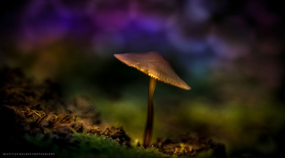 Mushroom_cr
