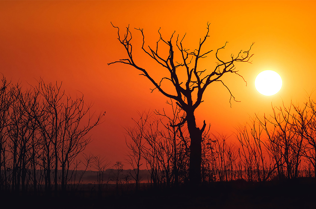 dorre boom bij zonsondergang