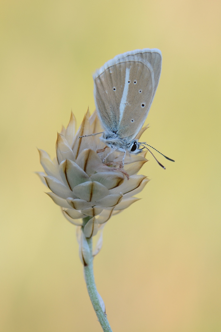 Witstreepblauwtje-Polyommatus damon-Reynier-Alpes de Haute Provence-FR