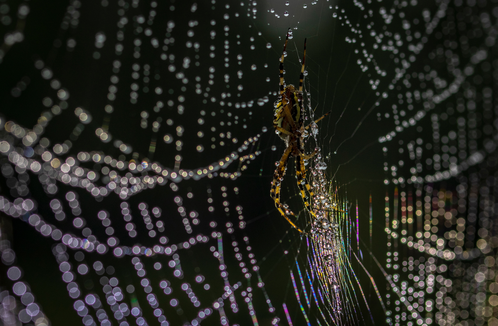 Spin in regenboog web