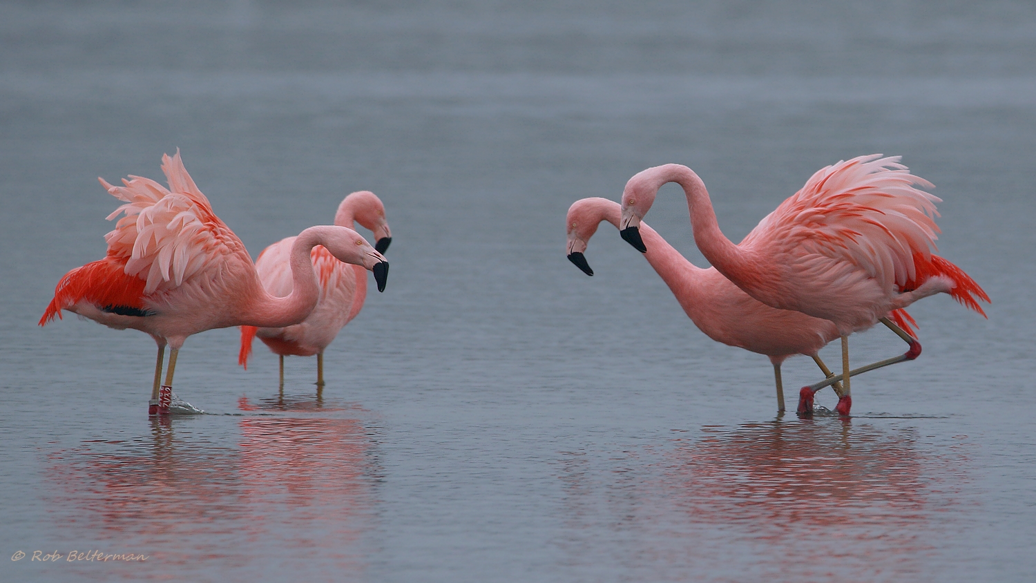 Flamingo-010545