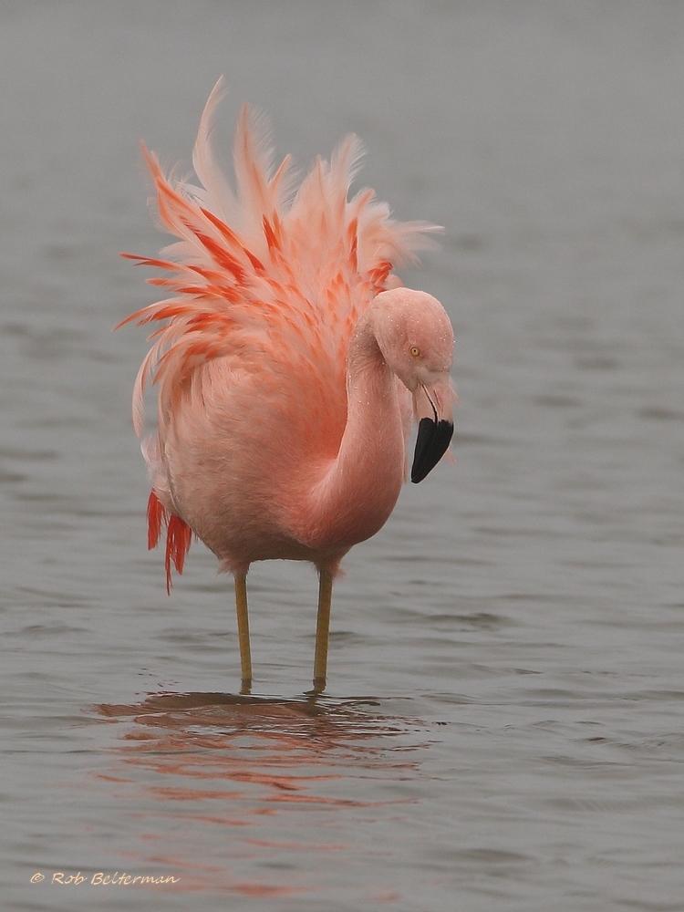 Flamingo-010436