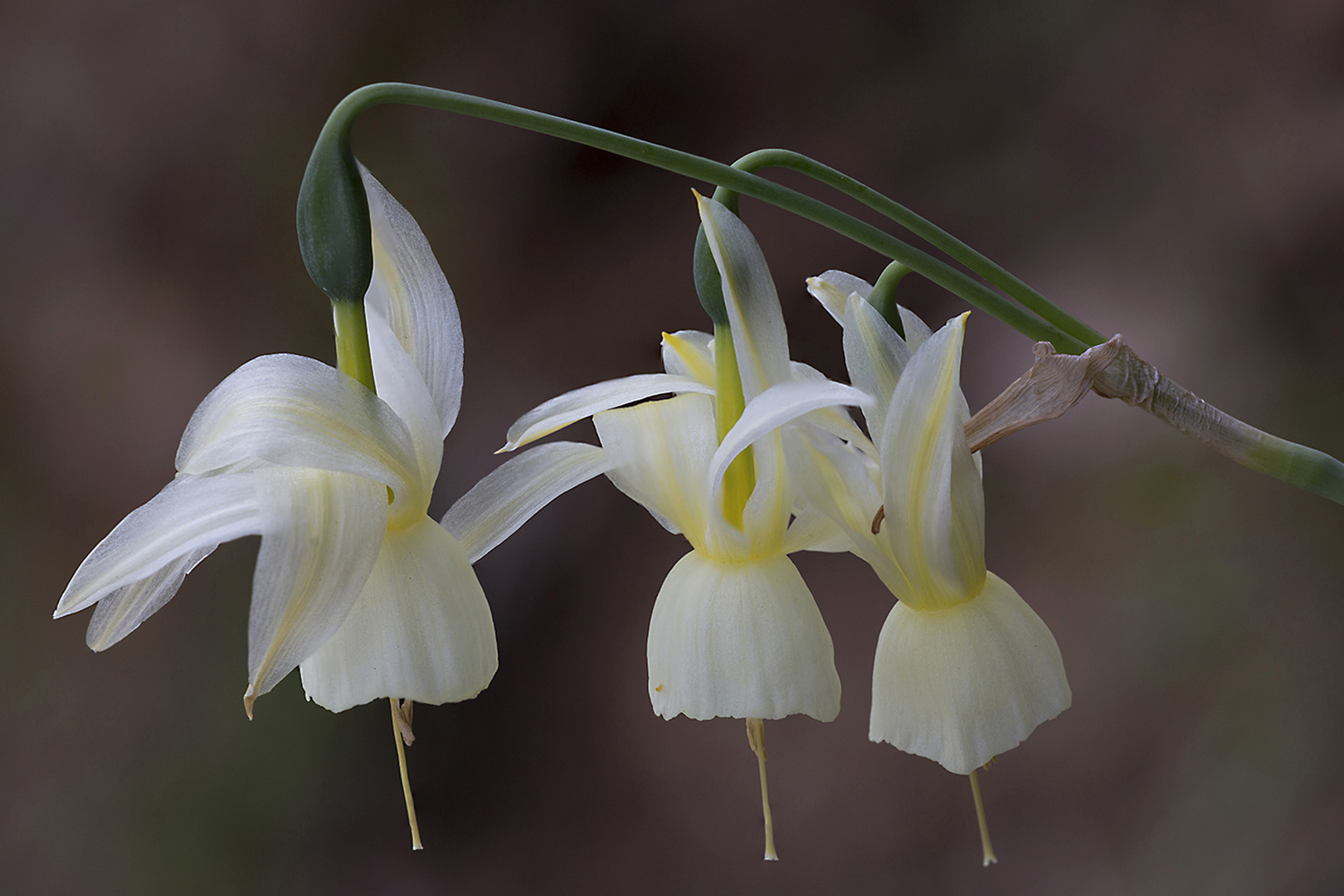 37 Narcissus triandrus palidulus 13-04-2015 bis_B_V_1620