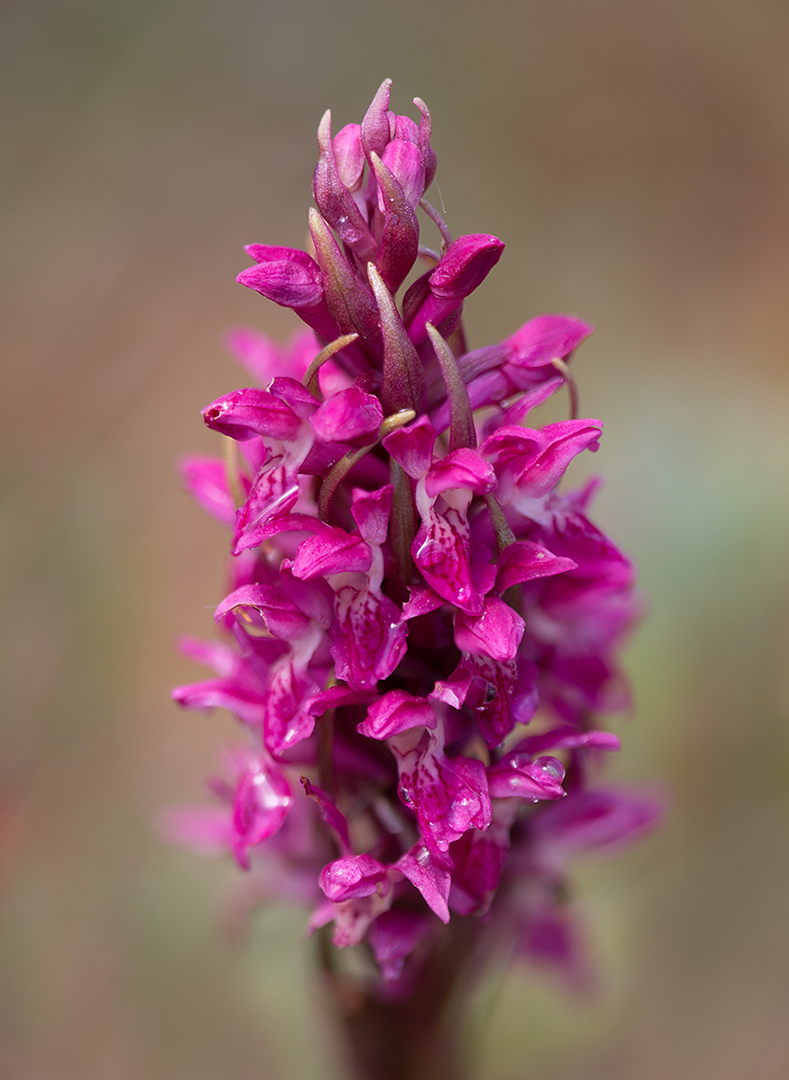 9342-44 Steenrode orchis 2020-05-25 Bw-vs 1080pg
