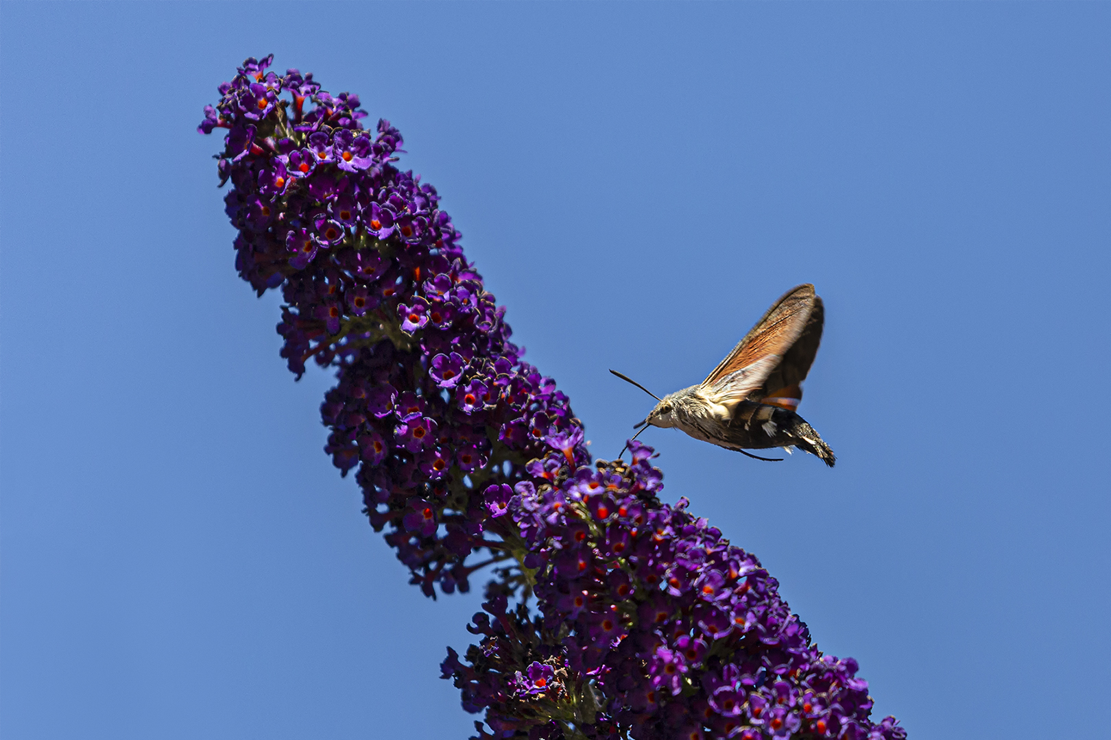 3226 Kolibrie vlinder 2020-08-08 Bw-nv-rs 1620