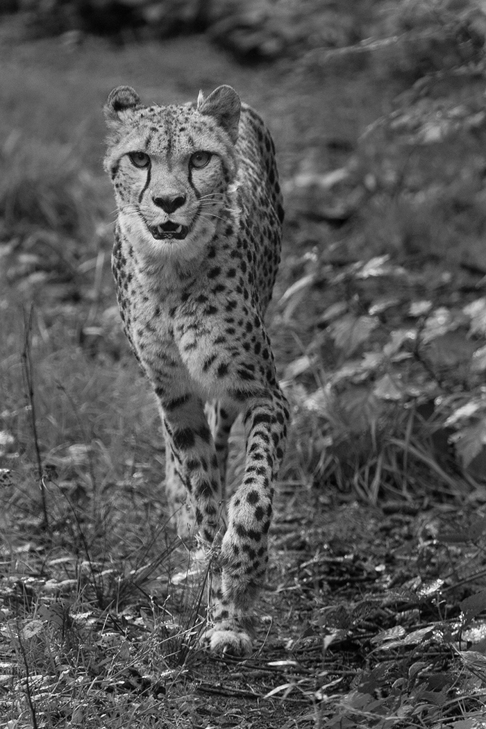 cheetah_nvb