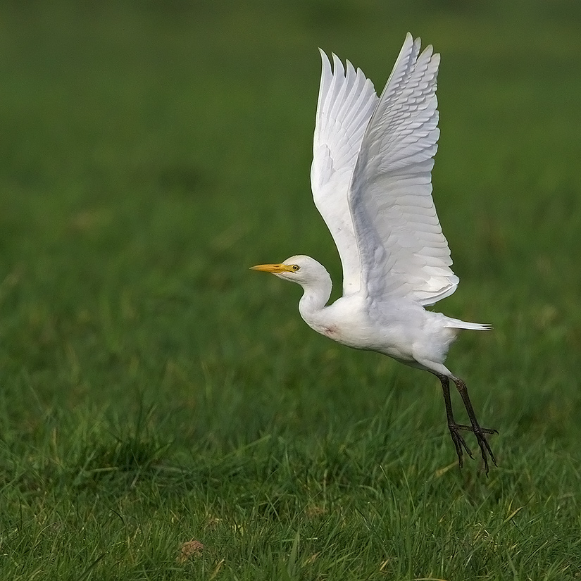 Koereiger-3319