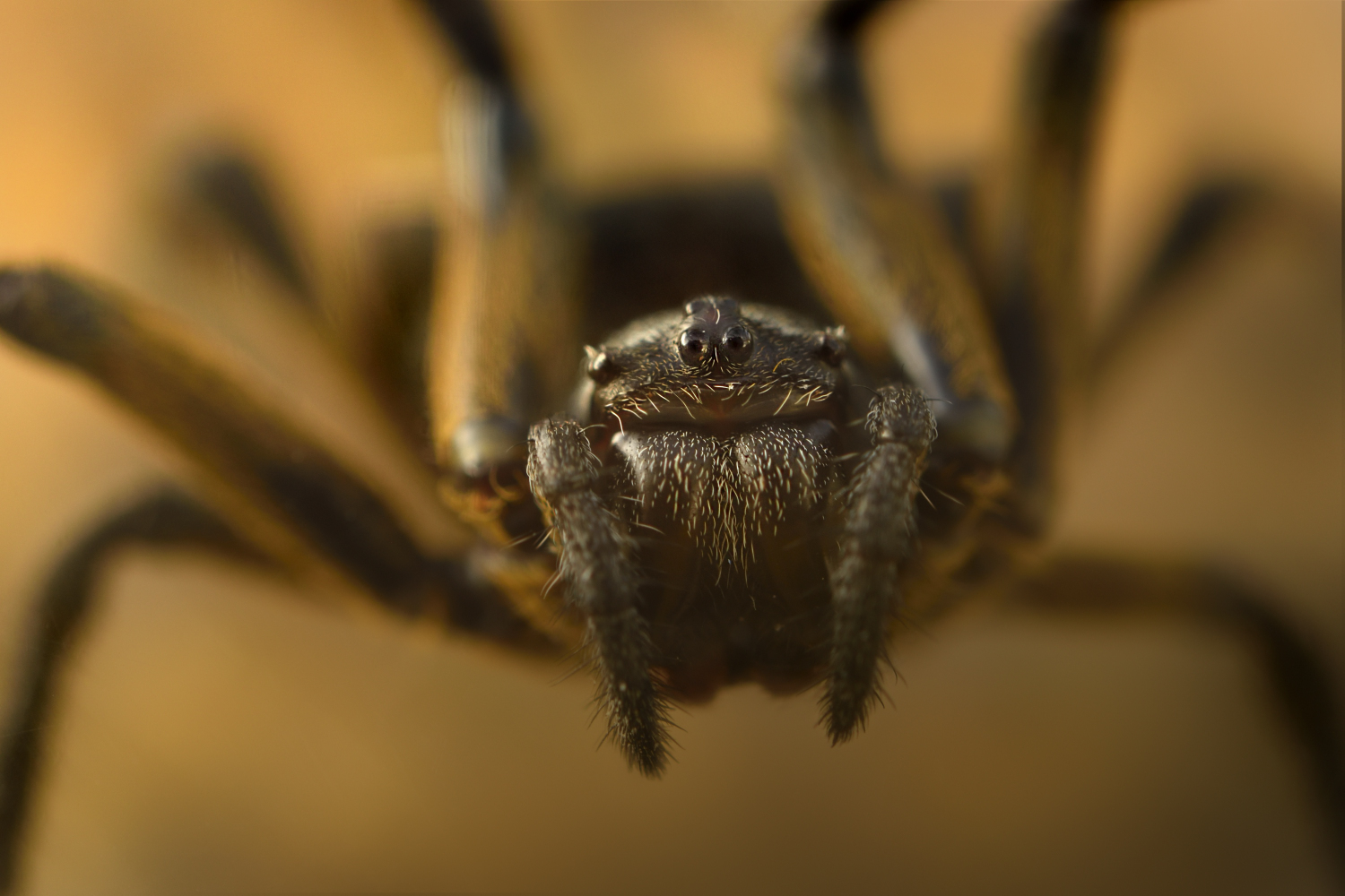 Spinnenangst (Arachnofobie sp.)