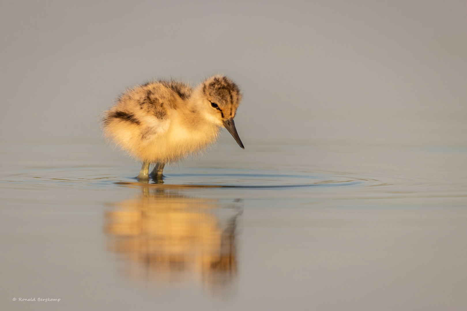Young avocet