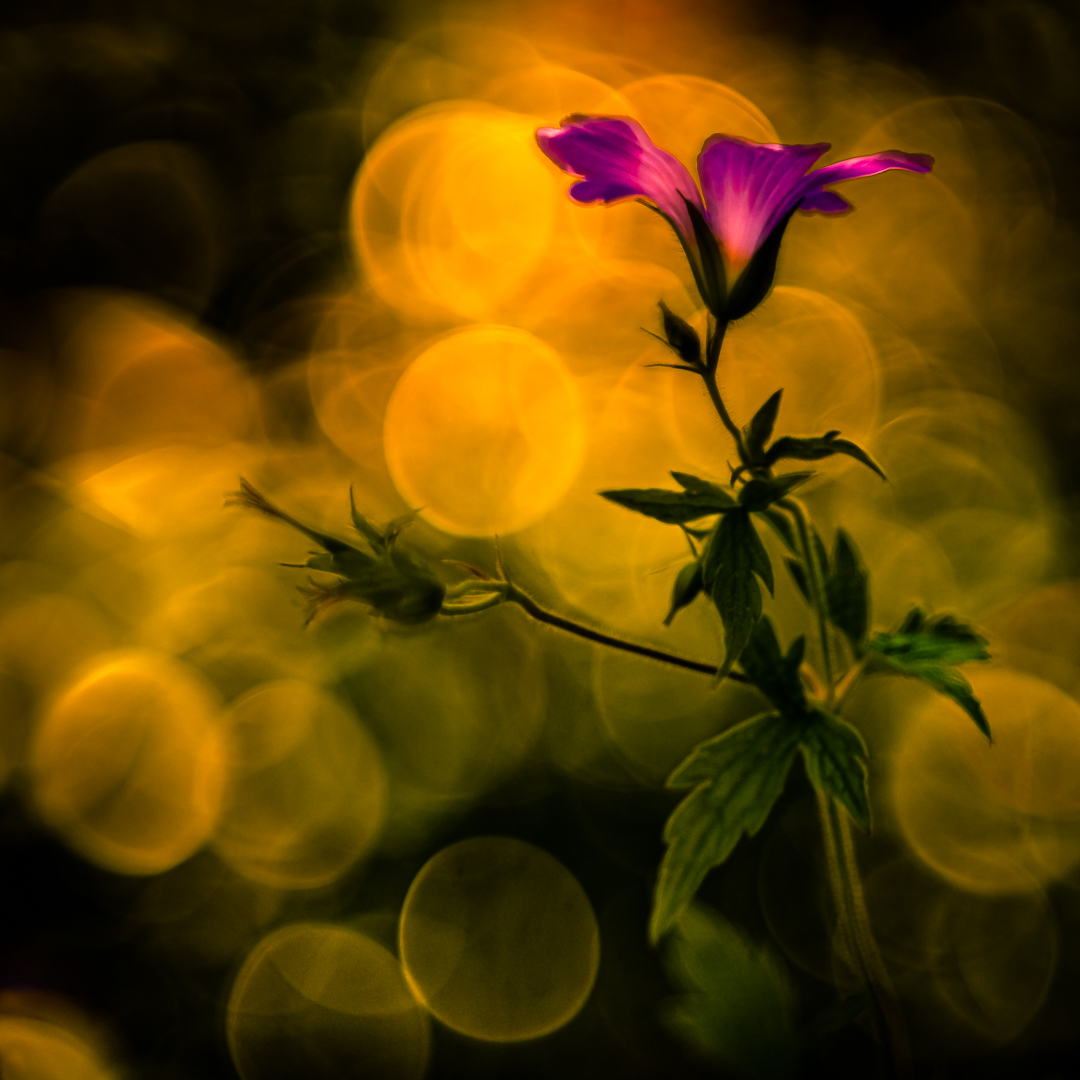The golden sky with purple flower...