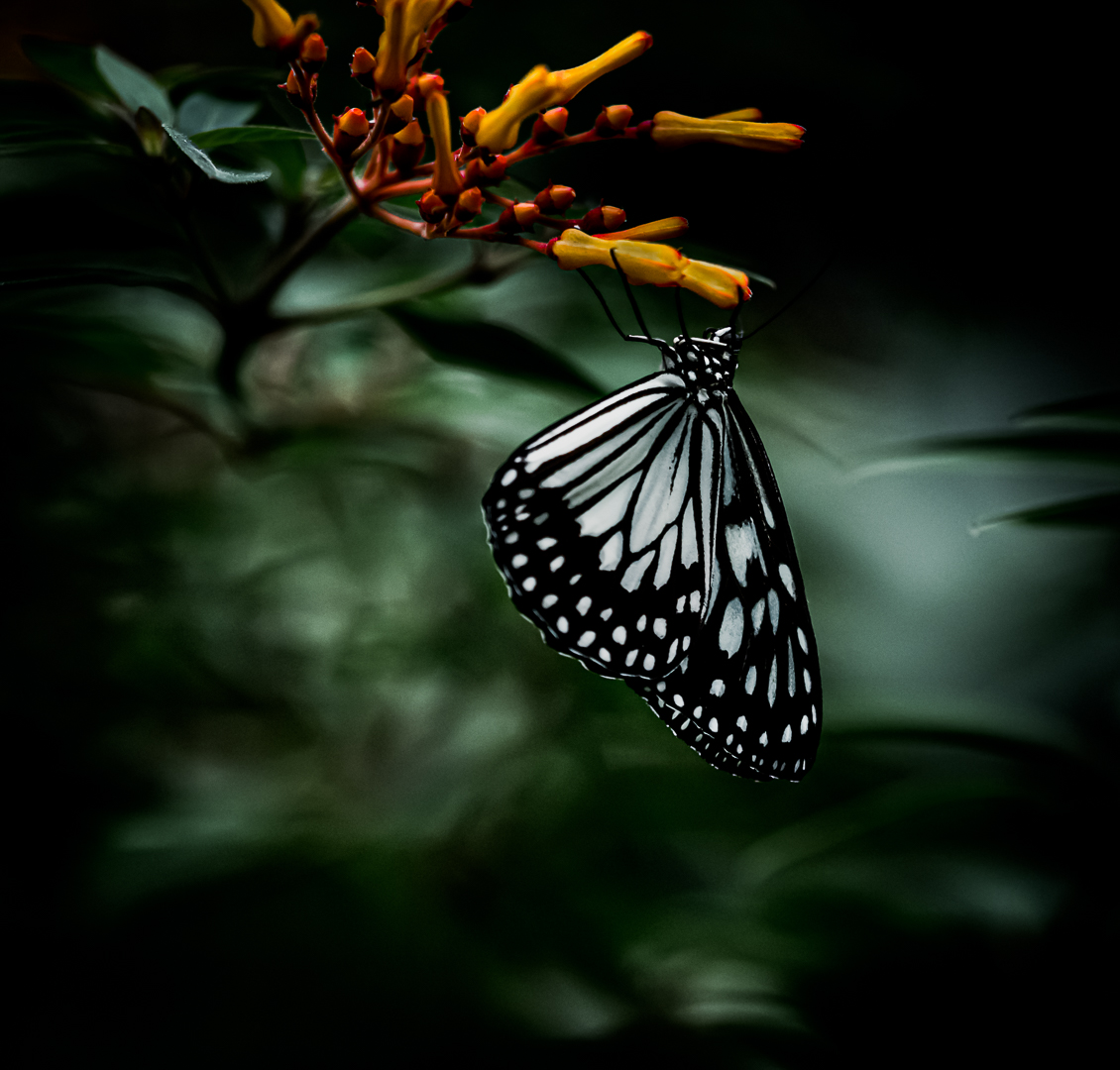 Dream sweet dreams, butterfly...