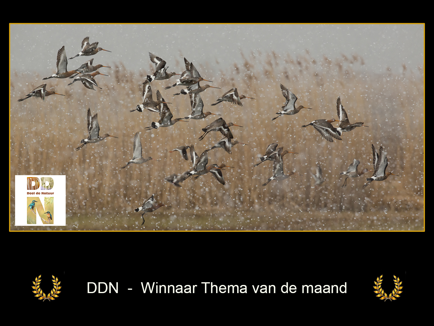 DDN Winnaar maanthema FB 02-2021