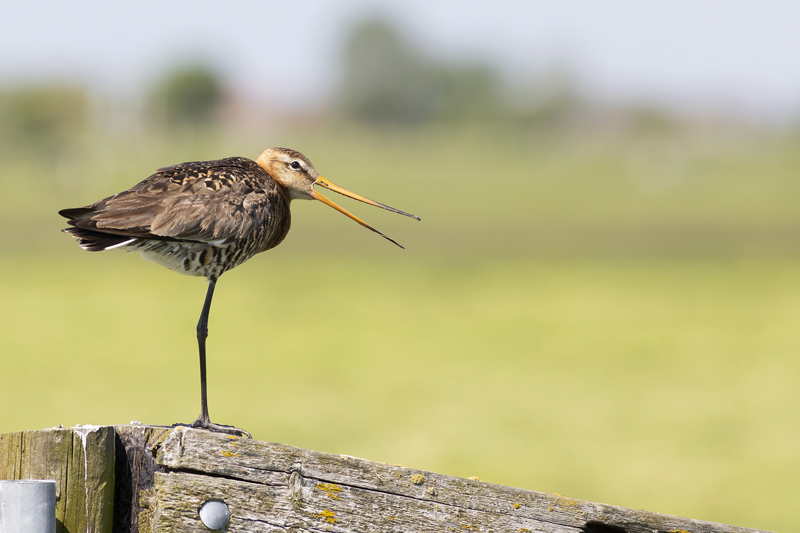 Deel de natuur