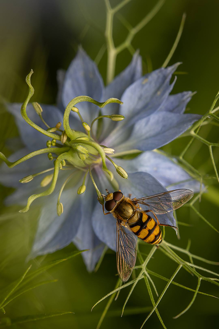 Flower and insect