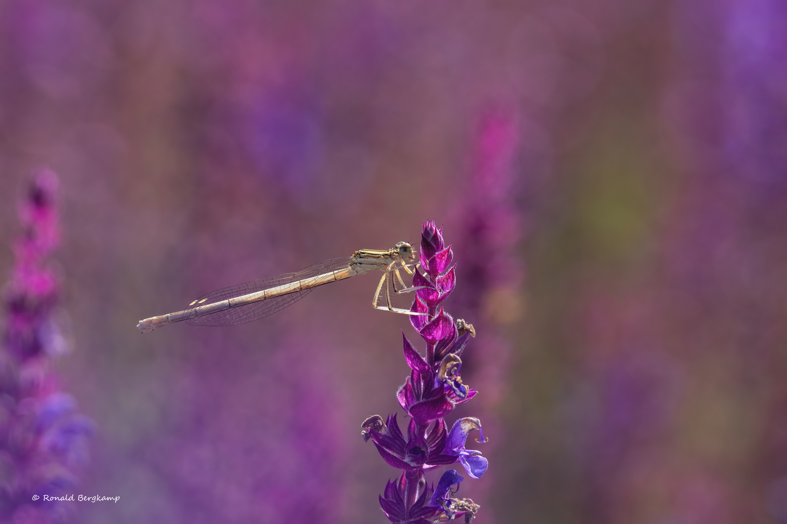 deel-de-natuur