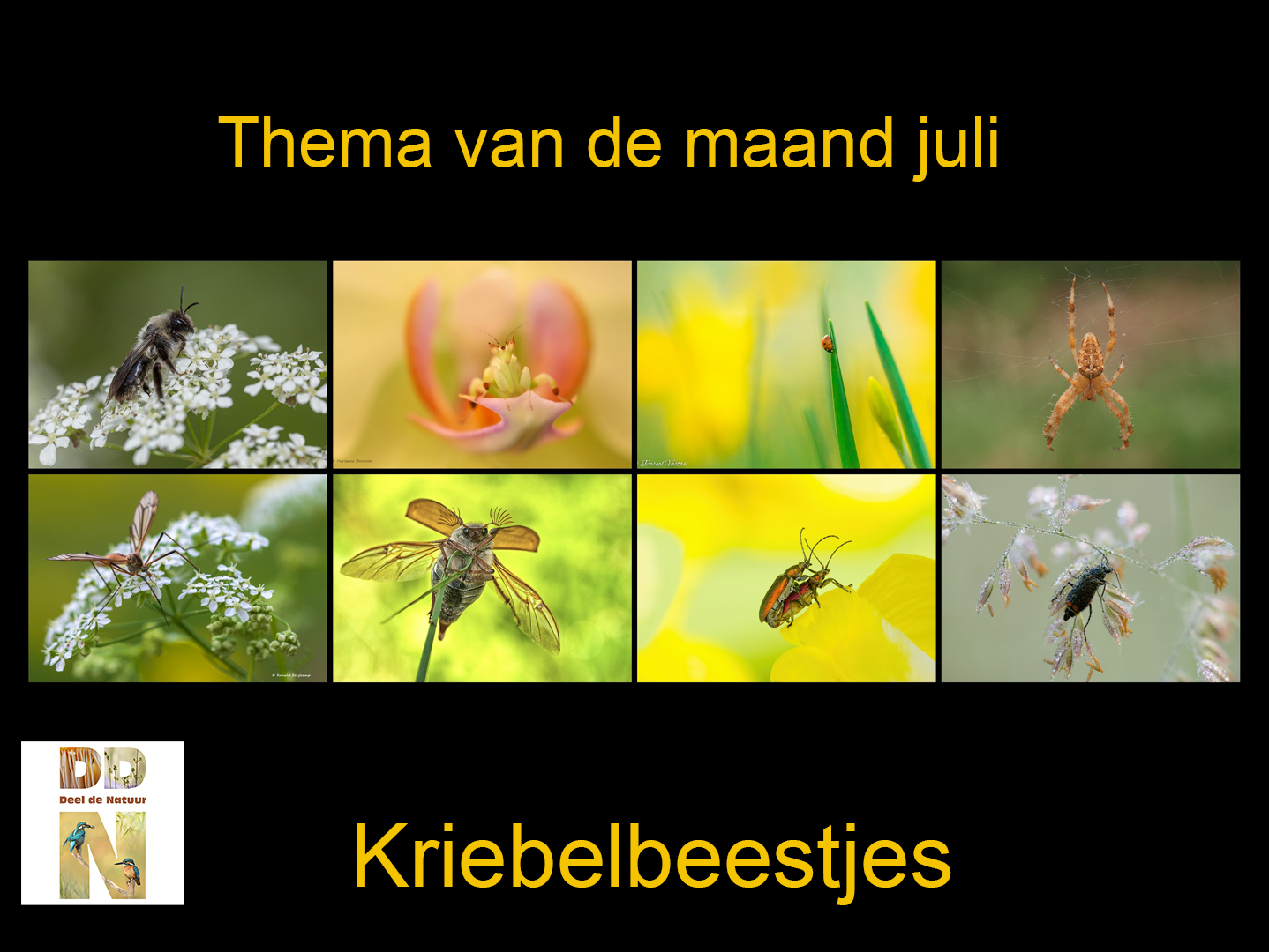 Thema van de maand - kriebelbeestjes - Spotlight