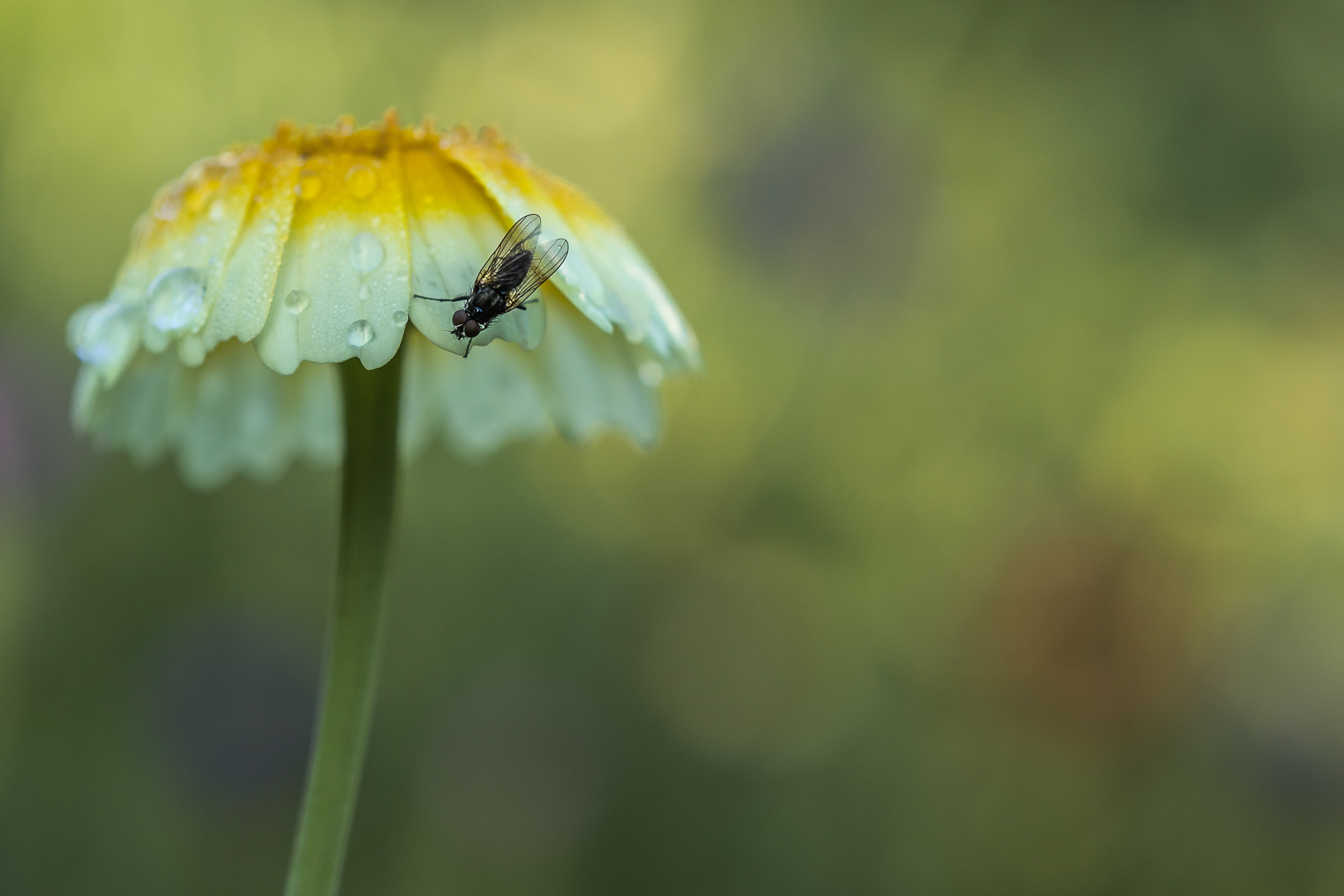 Deel de natuur-54