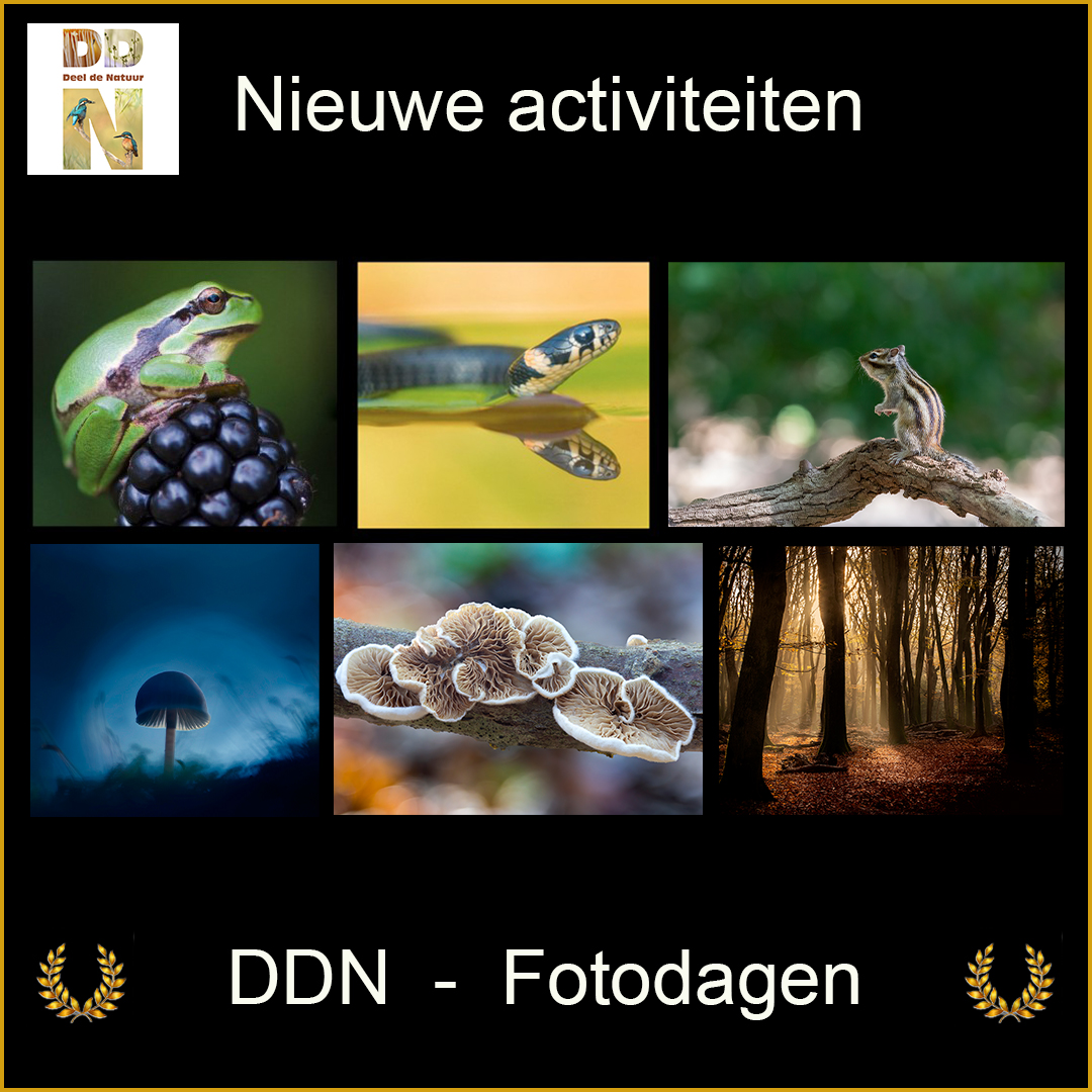 DDN Spotlight FB vierkant Teaser fotodagenv3
