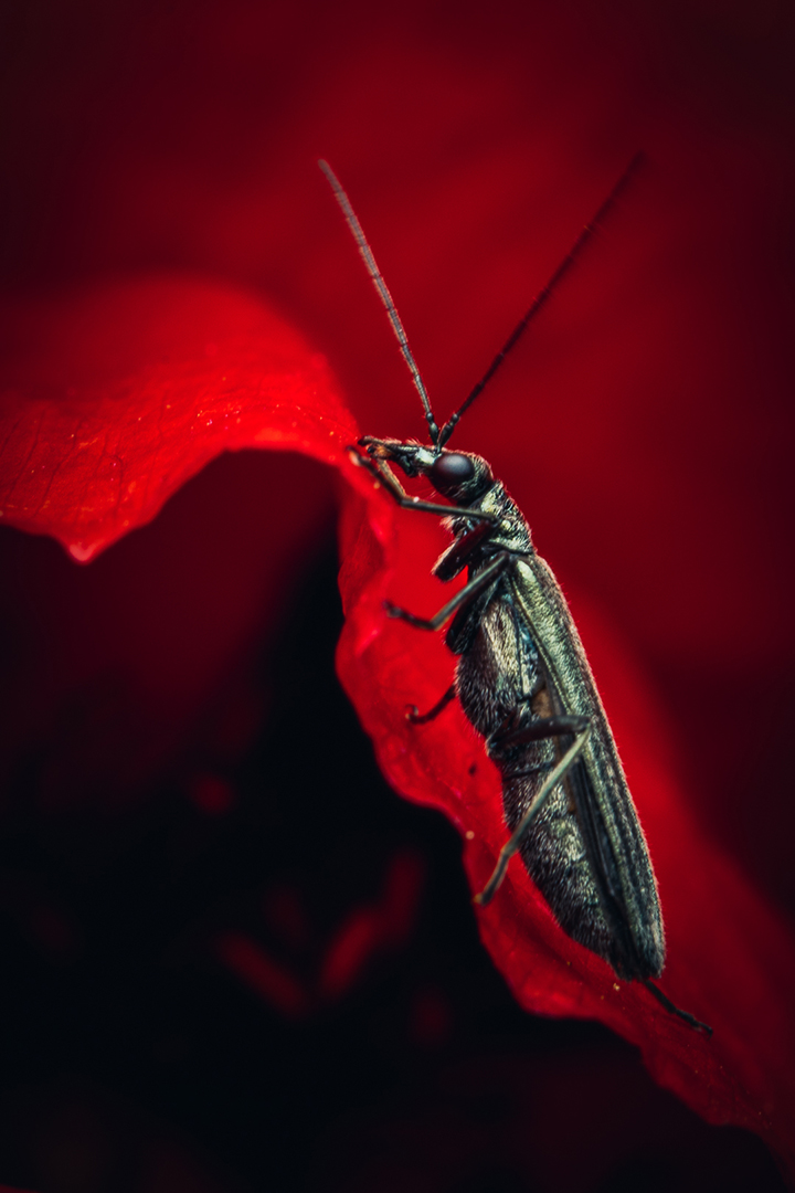 valentine beetle