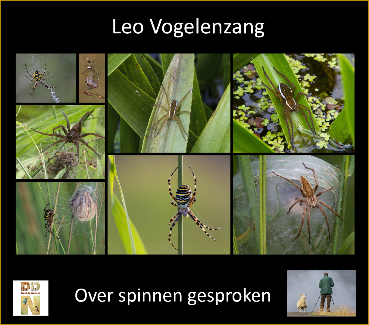 Leo Vogelenzang - Over spinnen gesproken Spotlight 