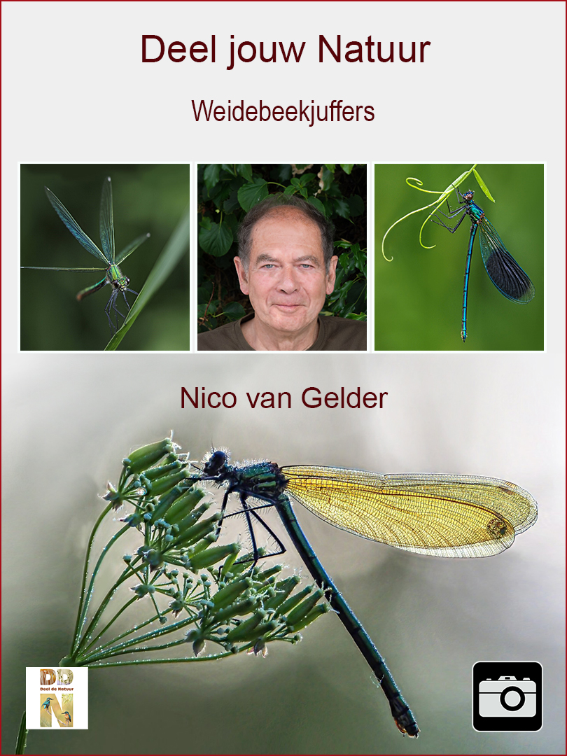 Nico van Gelder - Weidebeekjuffers spotlight