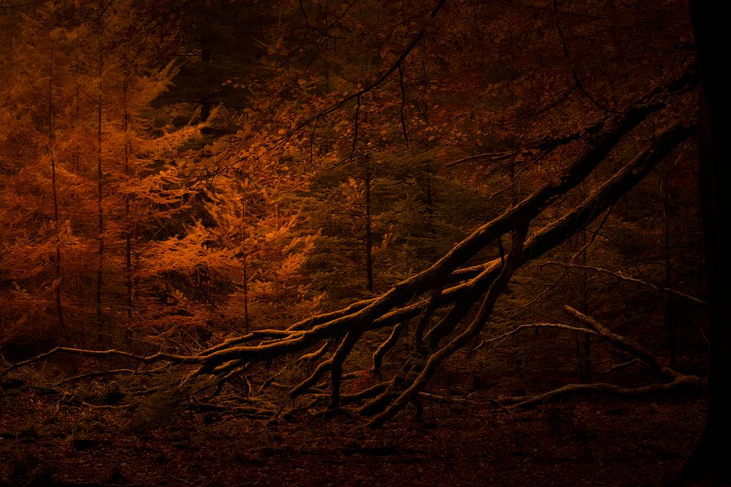 speulderbos _DSC7427