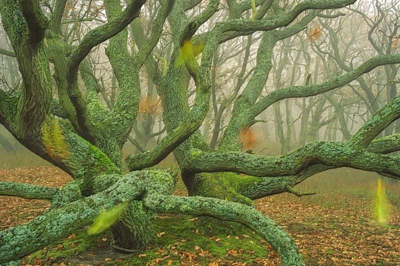 Vallende herfstbladeren