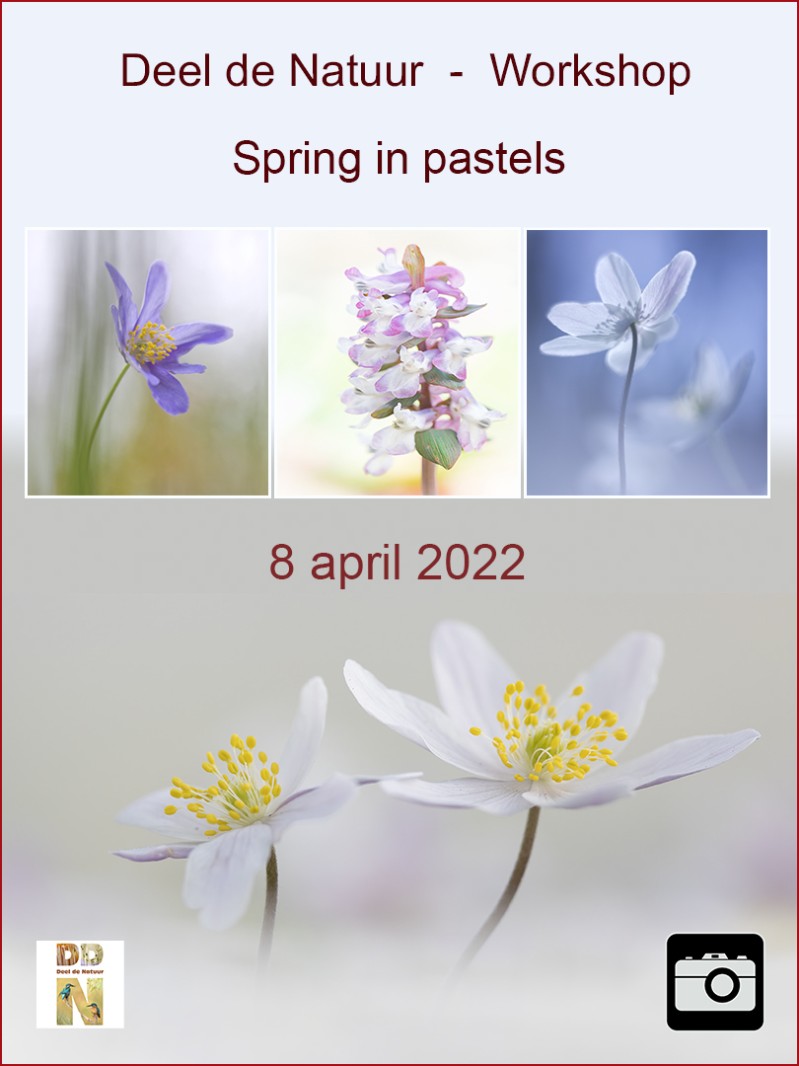 Workshop - Spring in pastels