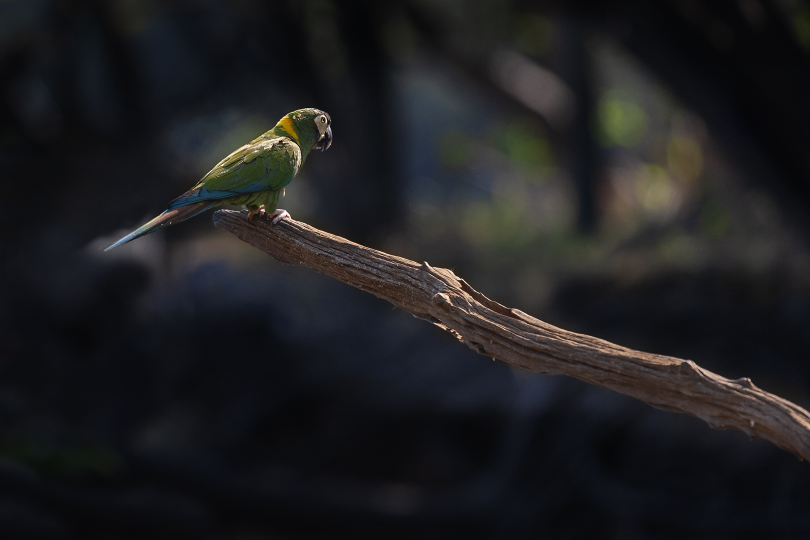 Golden collared macaw op de uitkijk