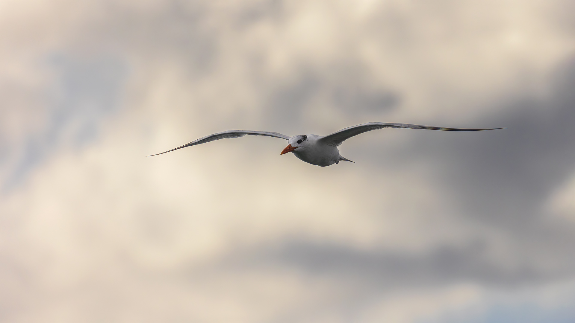 Koningsstern - Royal Tern