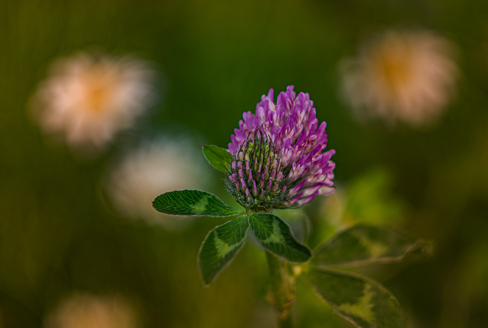 deel-de-natuur