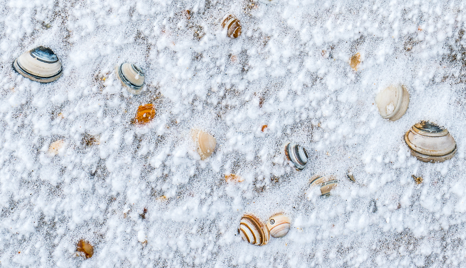 Schelpjes in de sneeuw, Deel de Natuur, Loes Belovics