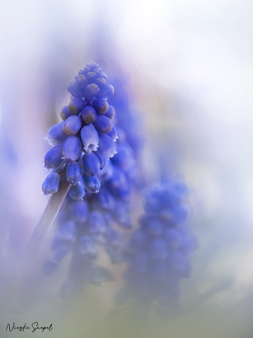 Blauwe druifjes