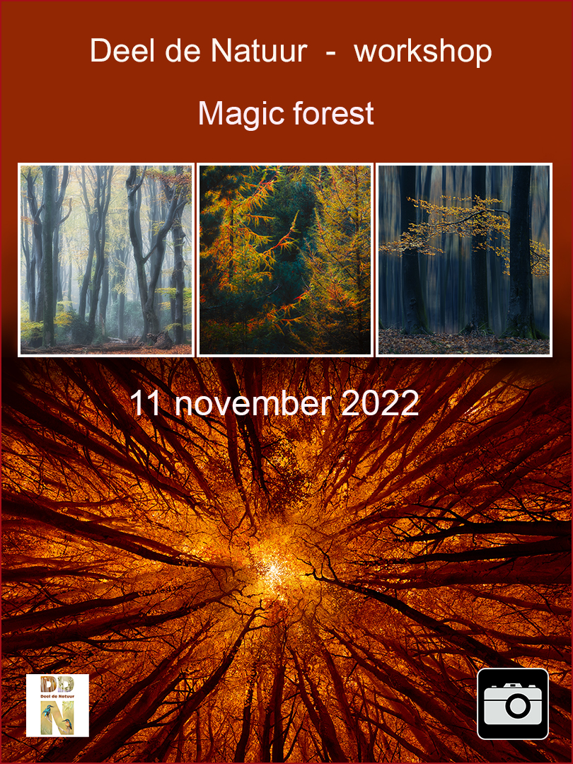 DDN Spotlight Magic Forest