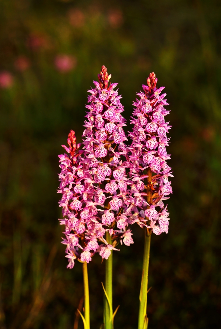 Gevlekte orchis