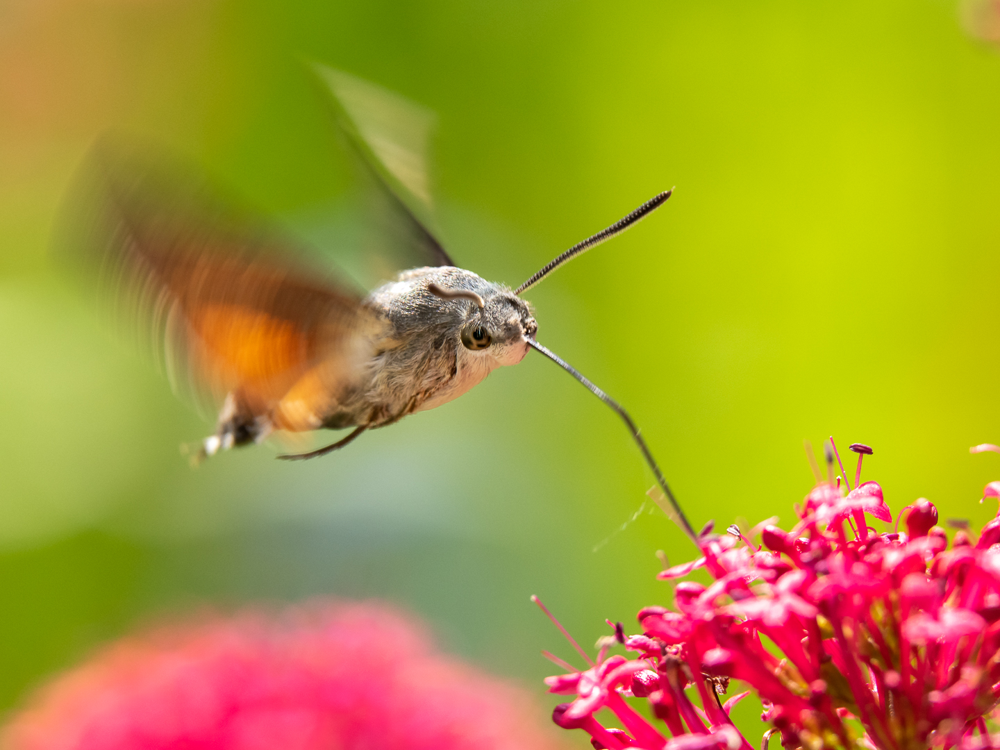Kolibrievlinder, Macroglossum stellatarum, Loes Belovics, Deel de Natuur