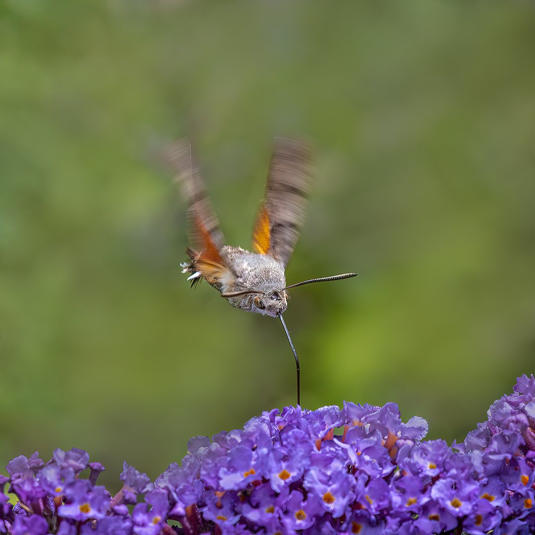 Kolibrievlinder ( Macroglossum)