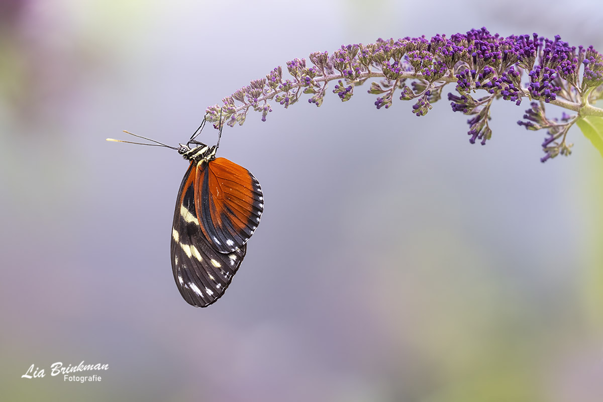 Heliconius hecale vlinder