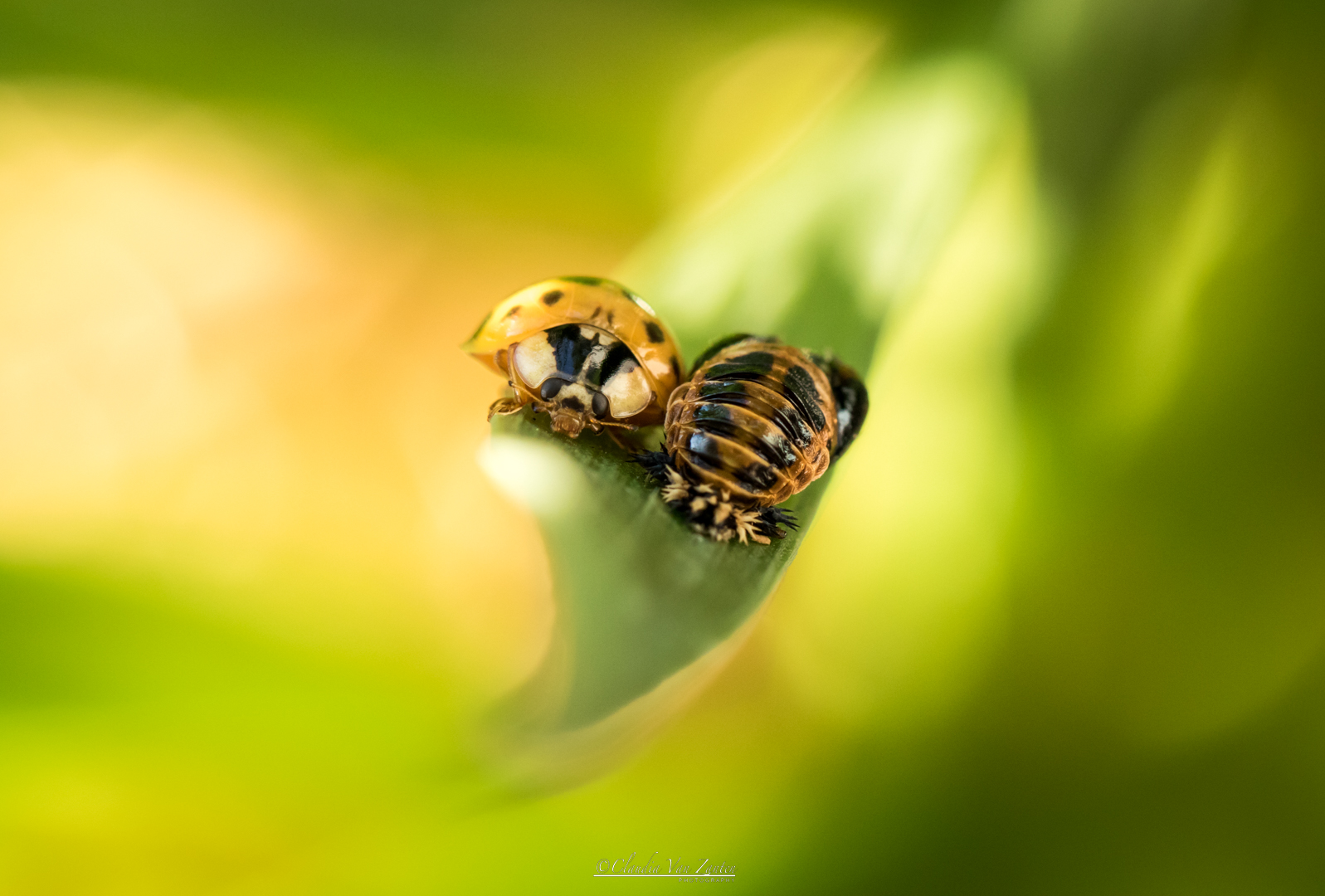 Project Ladybug - Blijf dichtbij