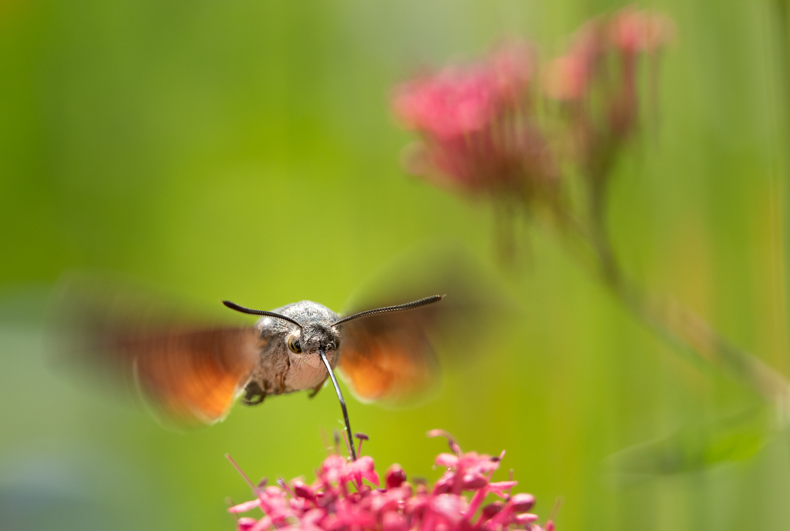 Kolibrievlinder, Spoorbloem, Deeldenatuur, Loes Belovics