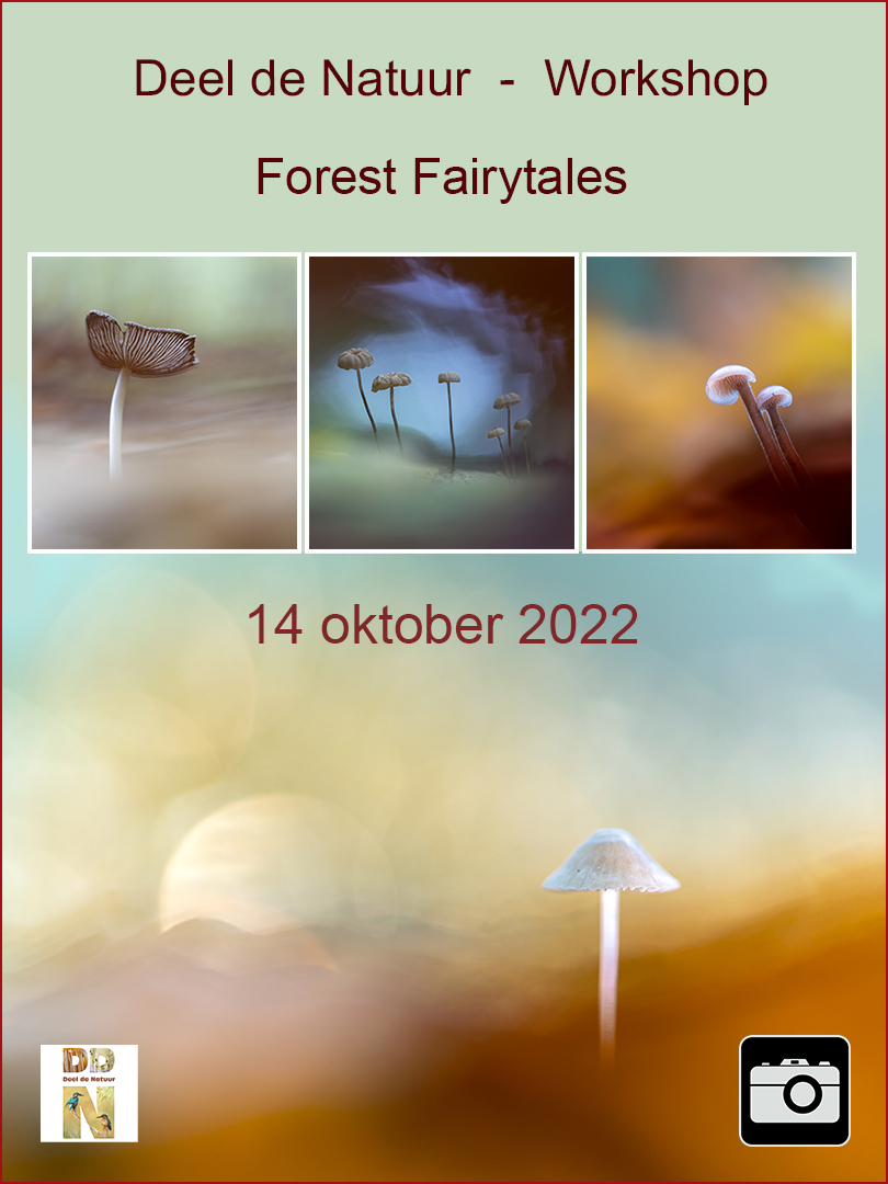 DDN Spotlight Workshop Forest Fairytales  14 okt