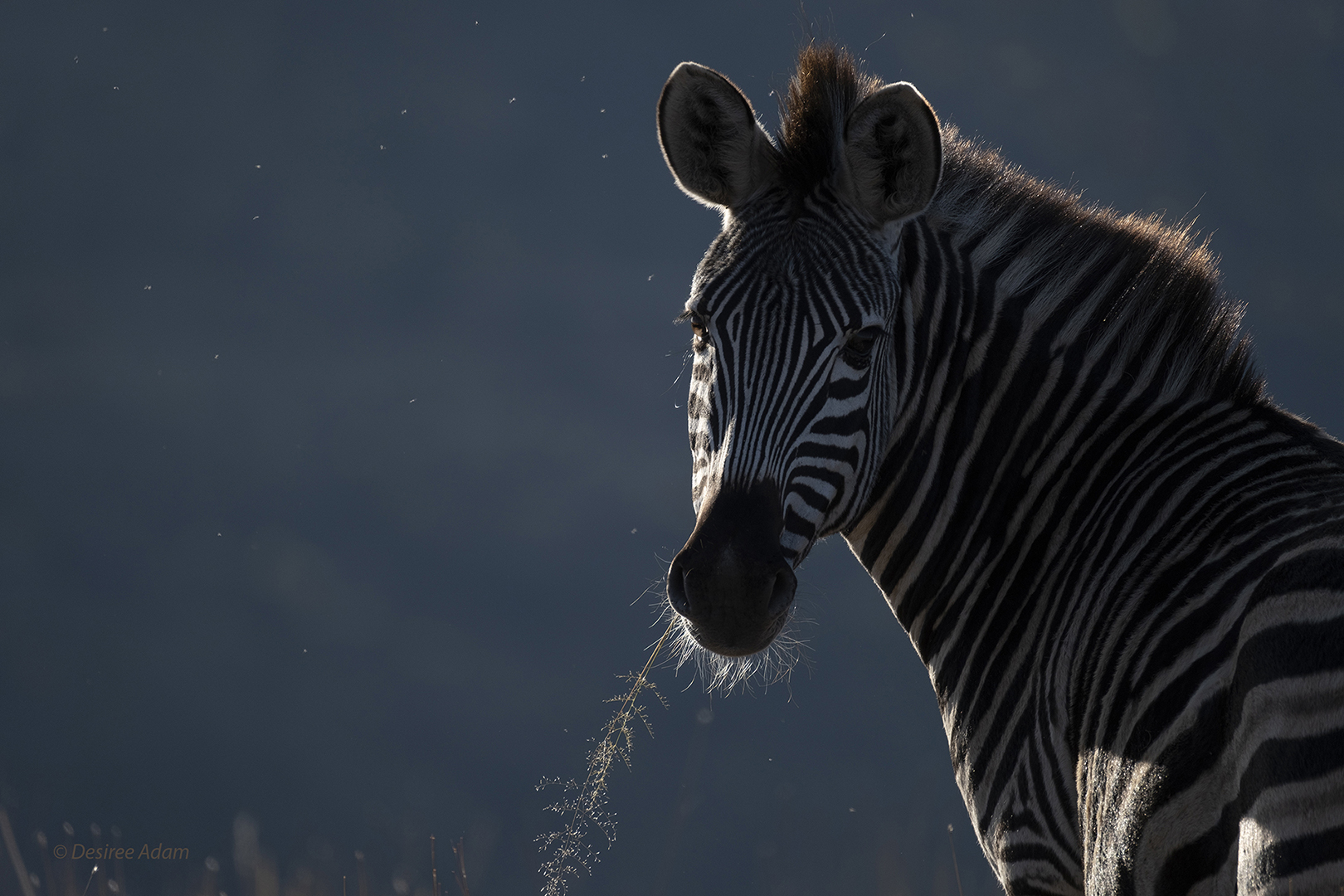 Zebra spotlight DDN 5986