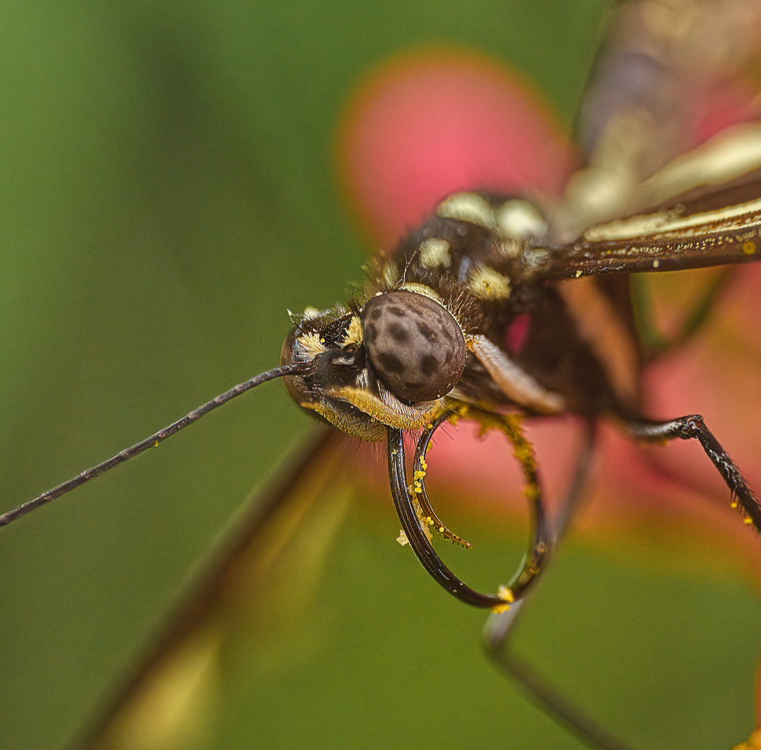 Close-up van een vlinderkop