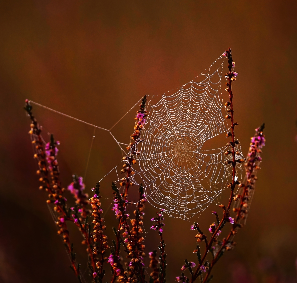 Spinnenweb tussen de hei