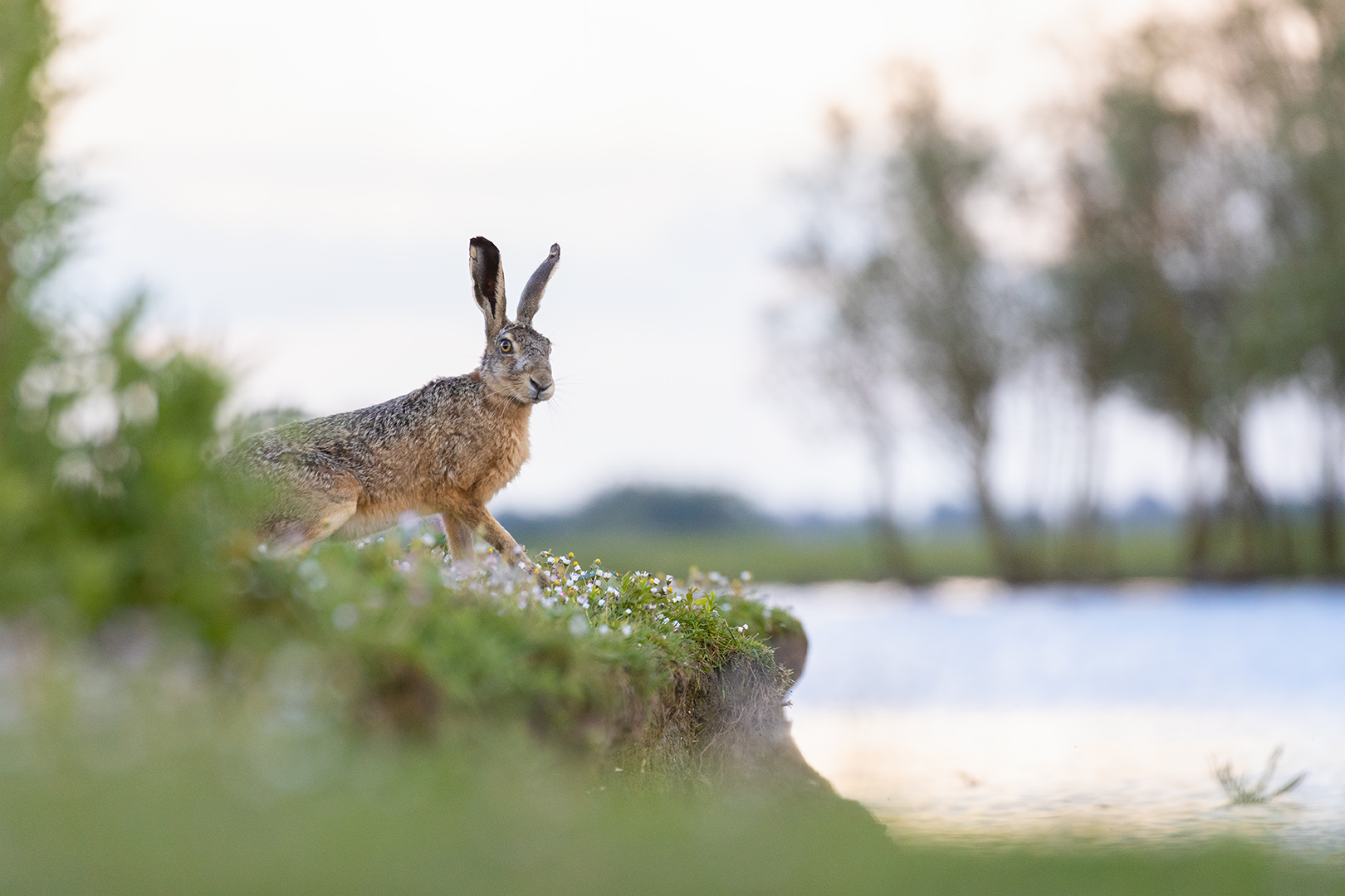 Dream hare