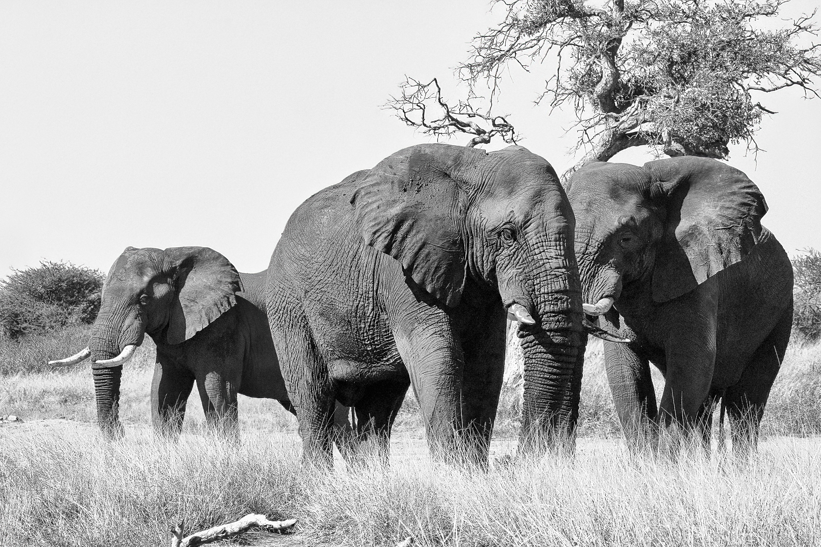olifanten-bewerkt