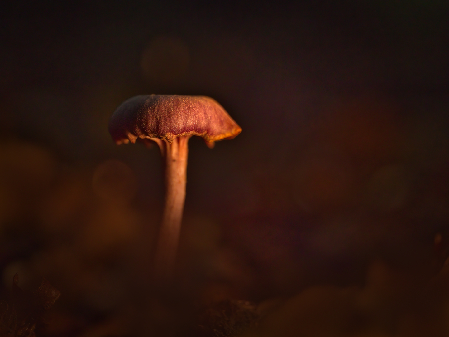 paddenstoel_DDN1