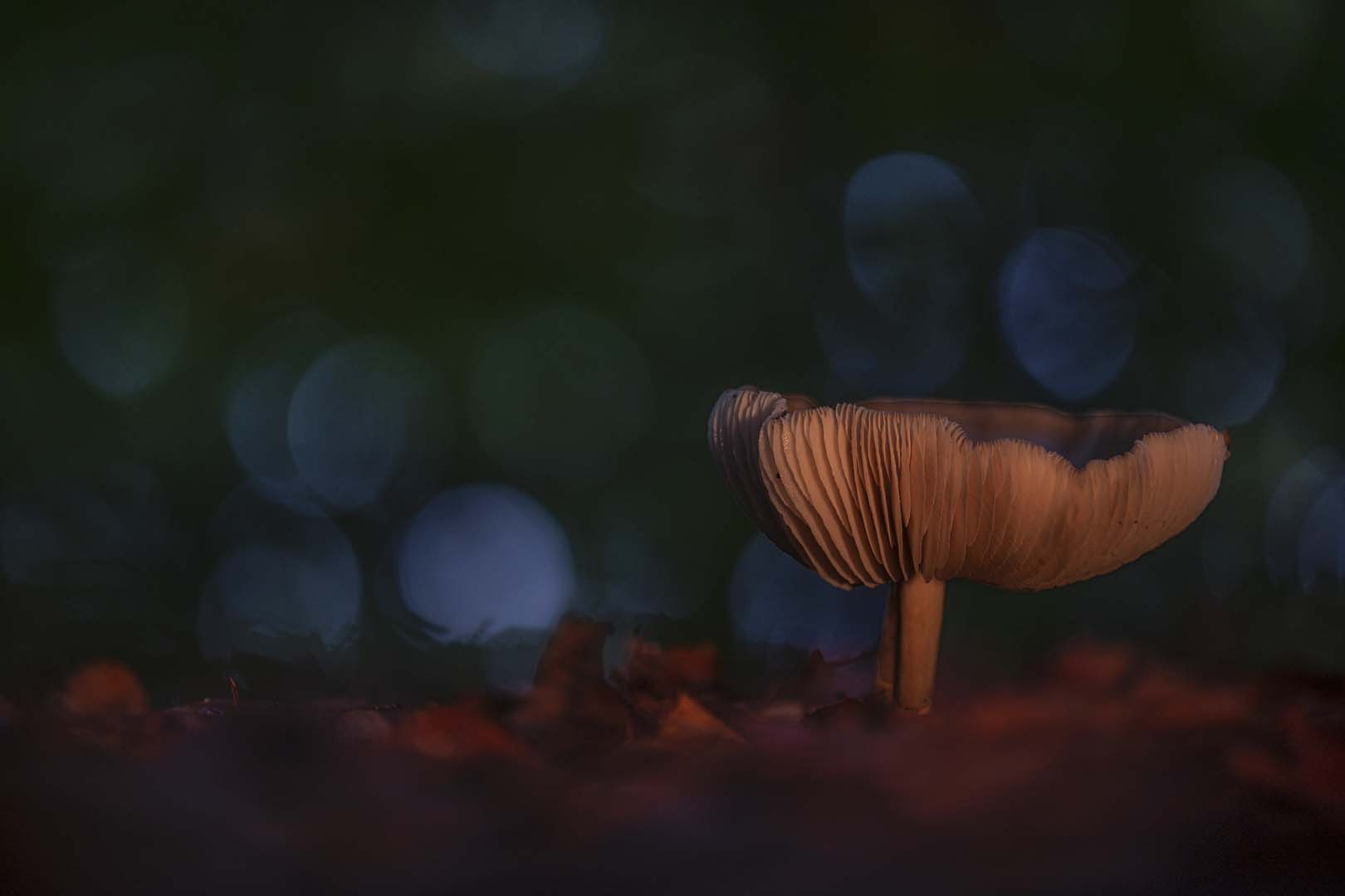 paddenstoel c